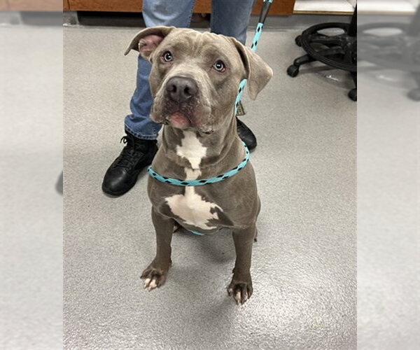 Medium Photo #2 Mutt Puppy For Sale in Rancho Cucamonga, CA, USA