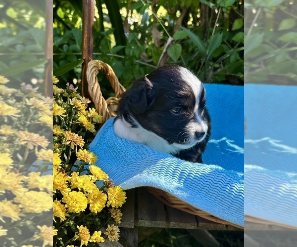 Medium Photo #1 Australian Shepherd Puppy For Sale in TALLAHASSEE, FL, USA