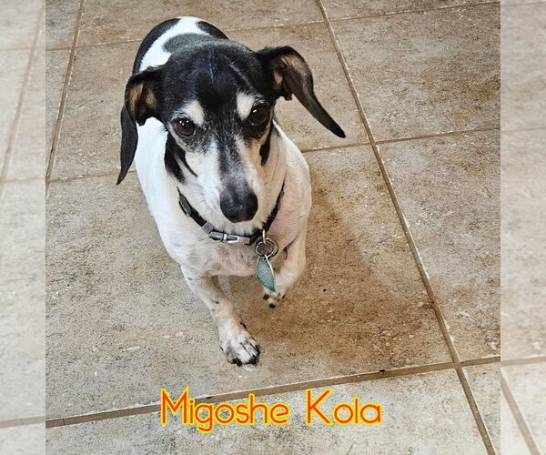 Medium Photo #3 Dachshund-Unknown Mix Puppy For Sale in San Antonio, TX, USA