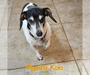 MiGoshe Kola - Male Dachshund-Unknown Mix Dog for Adoption - Photo #3