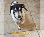 Small #2 Dachshund Mix