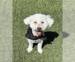 Small Photo #2 Poodle (Miniature)-Unknown Mix Puppy For Sale in Corona, CA, USA
