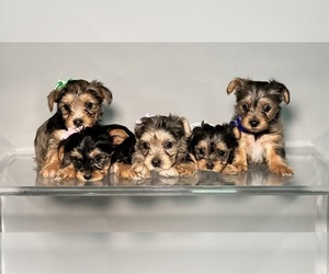 Yorkshire Terrier Litter for sale in WEBB CITY, MO, USA