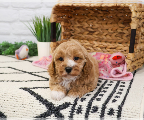 Medium Photo #2 Cavapoo (Miniature) Puppy For Sale in SYRACUSE, IN, USA