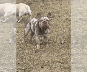 Father of the French Bulldog puppies born on 10/18/2025