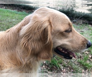 Mother of the Golden Retriever puppies born on 01/15/2022