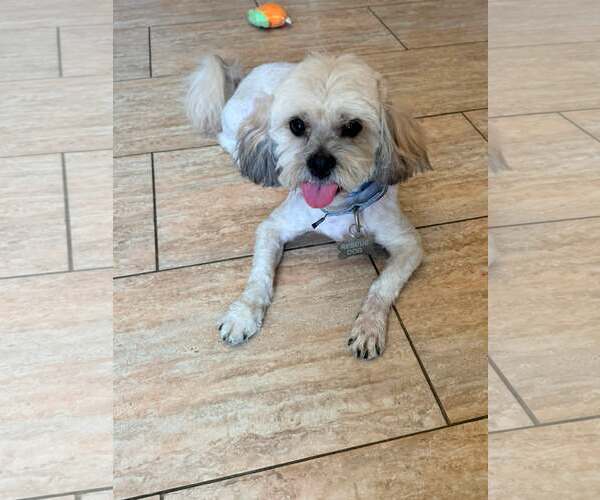Medium Photo #3 Lhasa Apso Puppy For Sale in Las Vegas, NV, USA