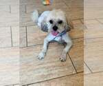 Small #2 Lhasa Apso