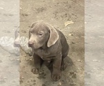 Small #12 Labrador Retriever