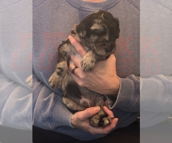 Medium Photo #7 Schnoodle (Giant) Puppy For Sale in MINNEAPOLIS, MN, USA