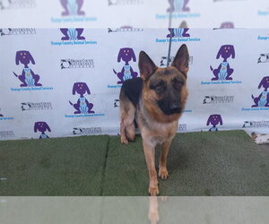 German Shepherd Dog Dogs for adoption in Orlando, FL, USA
