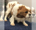 Small #2 Cavalier King Charles Spaniel