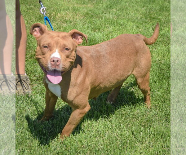 Medium Photo #4 American Staffordshire Terrier-Boxer Mix Puppy For Sale in Huntley, IL, USA