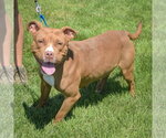 Small #3 American Staffordshire Terrier-Boxer Mix