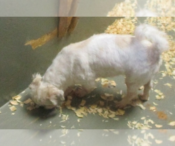 Medium Photo #8 Shih Tzu Puppy For Sale in CARROLLTON, GA, USA
