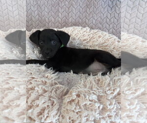 Chiweenie Dogs for adoption in Phoenix, AZ, USA