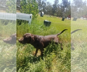 Father of the Labradoodle-Labrador Retriever Mix puppies born on 10/12/2020