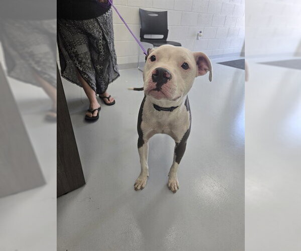Medium Photo #1 American Pit Bull Terrier Puppy For Sale in Ocala, FL, USA