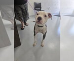 Small American Pit Bull Terrier