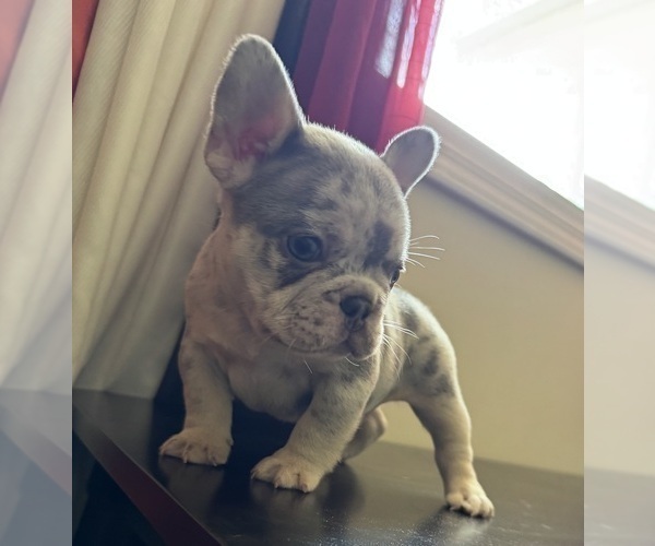 Medium Photo #2 French Bulldog Puppy For Sale in GREENVILLE, SC, USA