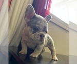 Small Photo #2 French Bulldog Puppy For Sale in GREENVILLE, SC, USA