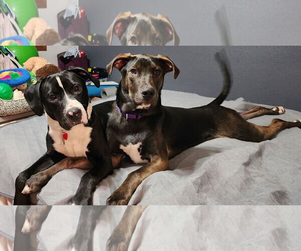 Medium Photo #6 Shepradors Puppy For Sale in Princeton, MN, USA