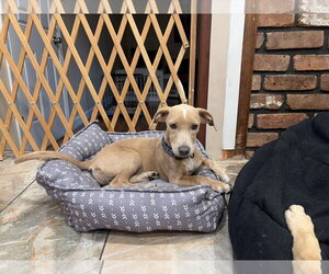 Blake - Female Mutt Dog for Adoption - Photo #4