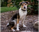 Small #2 American Staffordshire Terrier Mix