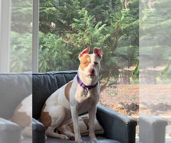 Medium Photo #15 American Staffordshire Terrier Puppy For Sale in Holly Springs, NC, USA