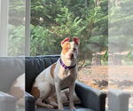Small #14 American Staffordshire Terrier