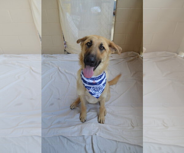 Medium Photo #3 German Shepherd Dog-Unknown Mix Puppy For Sale in McKinney, TX, USA