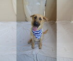 Small #2 German Shepherd Dog Mix