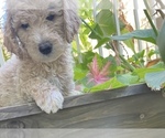 Small Photo #12 Goldendoodle Puppy For Sale in EL MIRAGE, AZ, USA