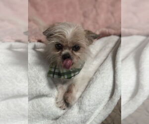 Mutt Dogs for adoption in Banning, CA, USA
