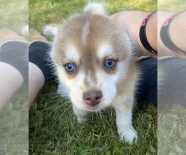 Medium Photo #3 Pomsky Puppy For Sale in NORWICH, NY, USA