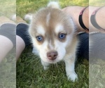 Small #2 Pomsky