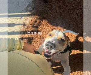 Mutt Dogs for adoption in Hilton Head, SC, USA