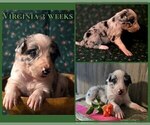 Small Photo #7 Border Collie Puppy For Sale in BROOKFIELD, MO, USA