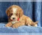 Small Photo #11 Poodle (Miniature) Puppy For Sale in LAKELAND, FL, USA