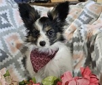 Puppy Angel Papillon