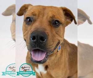 Bull-Boxer Dogs for adoption in Kennesaw, GA, USA