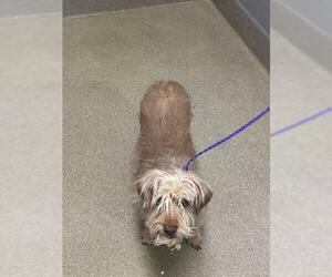 Mutt Dogs for adoption in Las Vegas, NV, USA