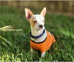Small #1 Chihuahua Mix