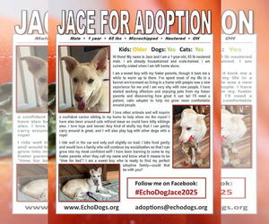 Jace - Male Unknown-white german shepherd Mix Dog for Adoption - Photo #4