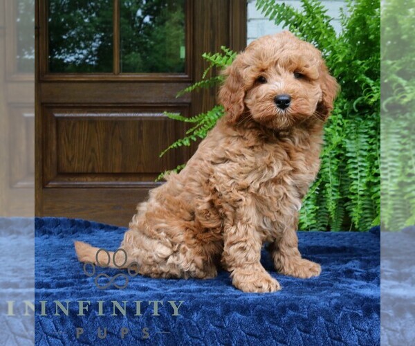 Medium Photo #3 Goldendoodle (Miniature) Puppy For Sale in NARVON, PA, USA
