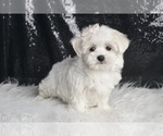 Small #3 Maltese