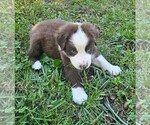 Theo - Male Australian Shepherd Puppy for Sale - Photo #3