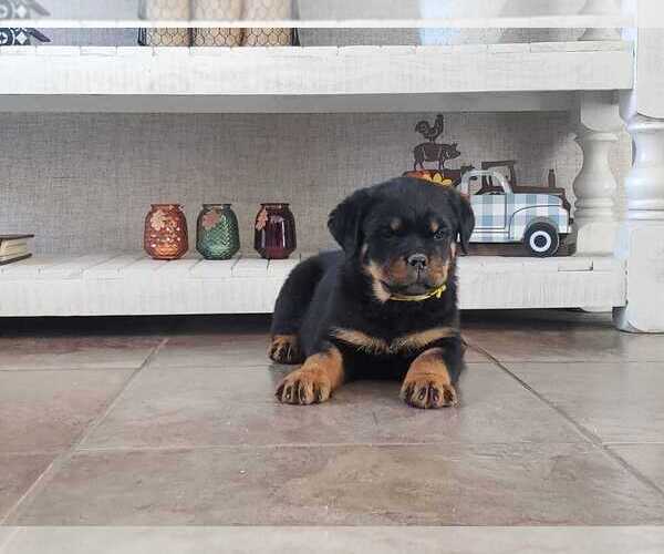Medium Photo #9 Rottweiler Puppy For Sale in RIVERSIDE, CA, USA