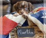 Puppy MarthaWashingto Miniature Australian Shepherd