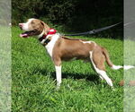 Small #1 Mutt
